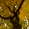 Louise Dudis, Tree 7, 2009